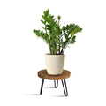 OBTAIN Plant Stand Indoor Outdoor Wood Mid Century Plant Stand for Indoor Plants, Modern Plant Table Round Plant Stool, Boho Rustic Wooden Stool for Plant Pot Hol (L)