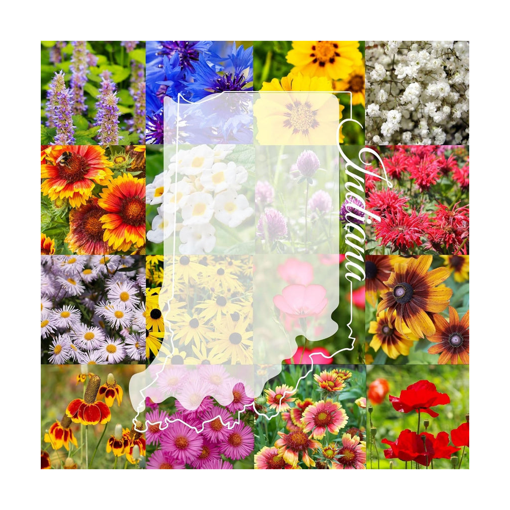 Indiana Bulk Perennial and Annual Wildflower Seed Mix 1/4lb Covers 500sq-ft - Attract Pollinators, Multi-Color Non-GMO