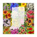 Indiana Bulk Perennial and Annual Wildflower Seed Mix 1/4lb Covers 500sq-ft - Attract Pollinators, Multi-Color Non-GMO