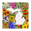 Michigan Bulk Perennial and Annual Wildflower Seed Mix 1/4lb Covers 500sq-ft - Attract Pollinators, Multi-Color Non-GMO
