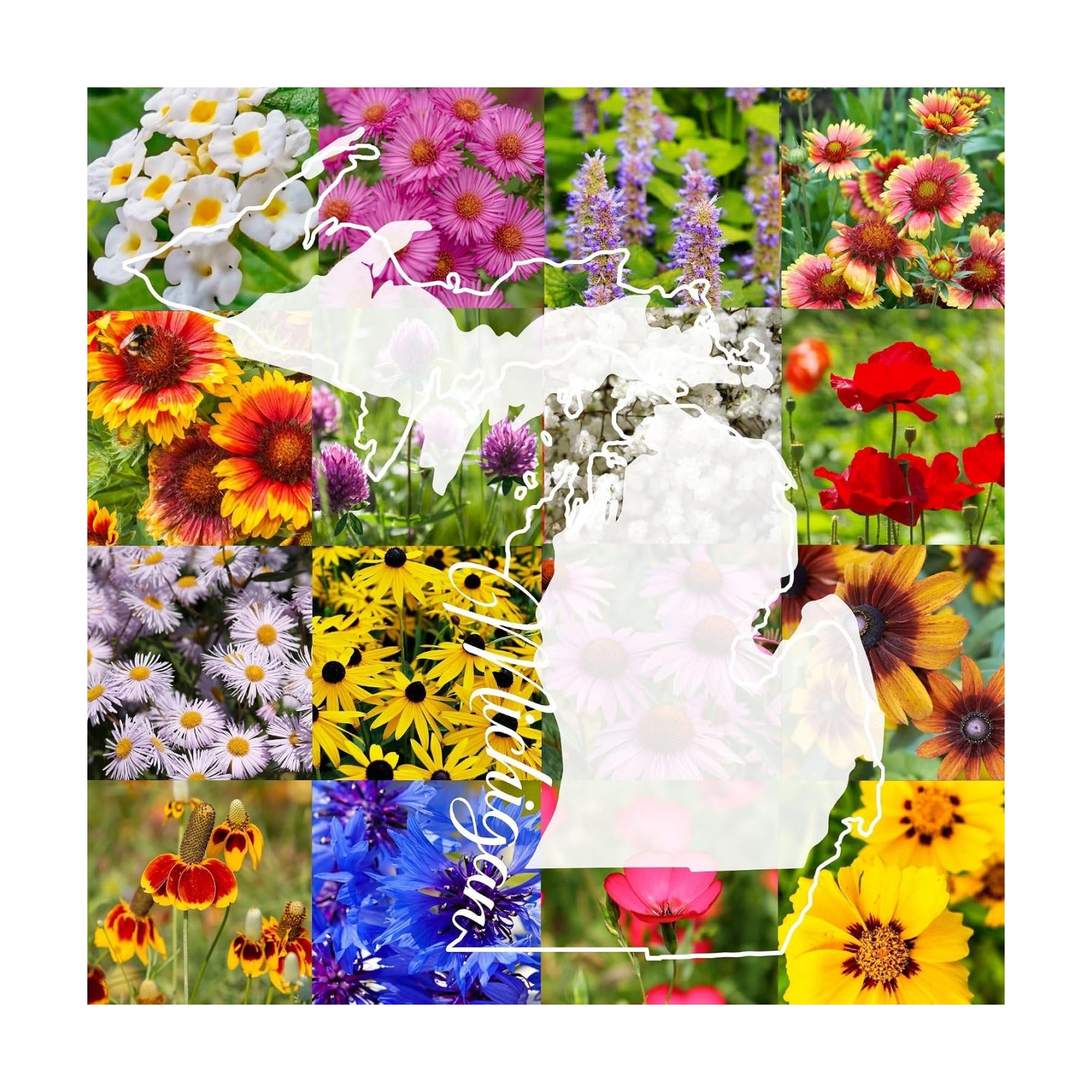 Michigan Bulk Perennial and Annual Wildflower Seed Mix 1/4lb Covers 500sq-ft - Attract Pollinators, Multi-Color Non-GMO