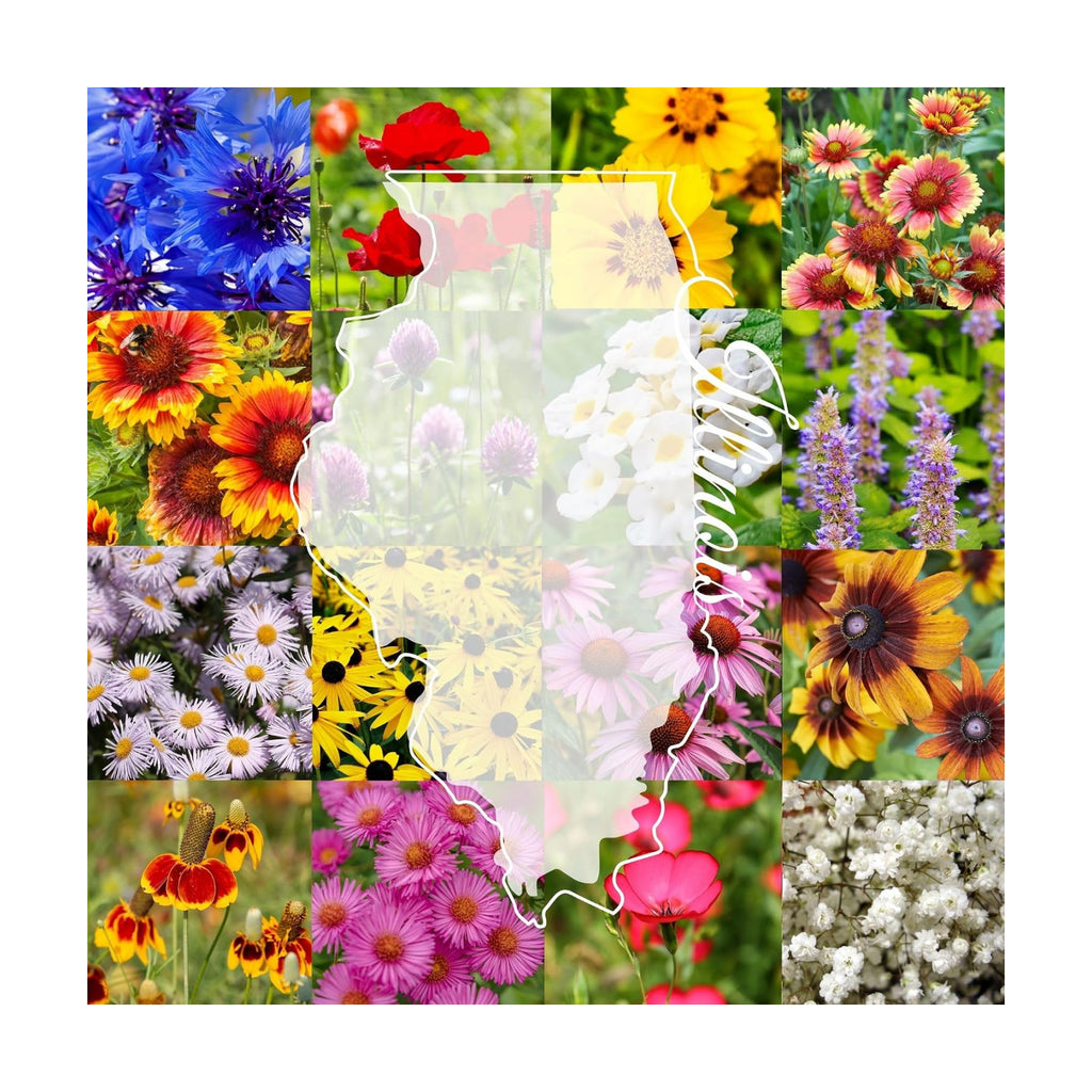 Illinois Bulk Perennial and Annual Wildflower Seed Mix 1/4lb Covers 500sq-ft - Attract Pollinators, Multi-Color Non-GMO