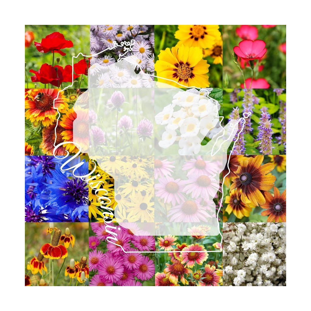 Wisconsin Bulk Perennial and Annual Wildflower Seed Mix 1/4lb Covers 500sq-ft - Attract Pollinators, Multi-Color Blooms