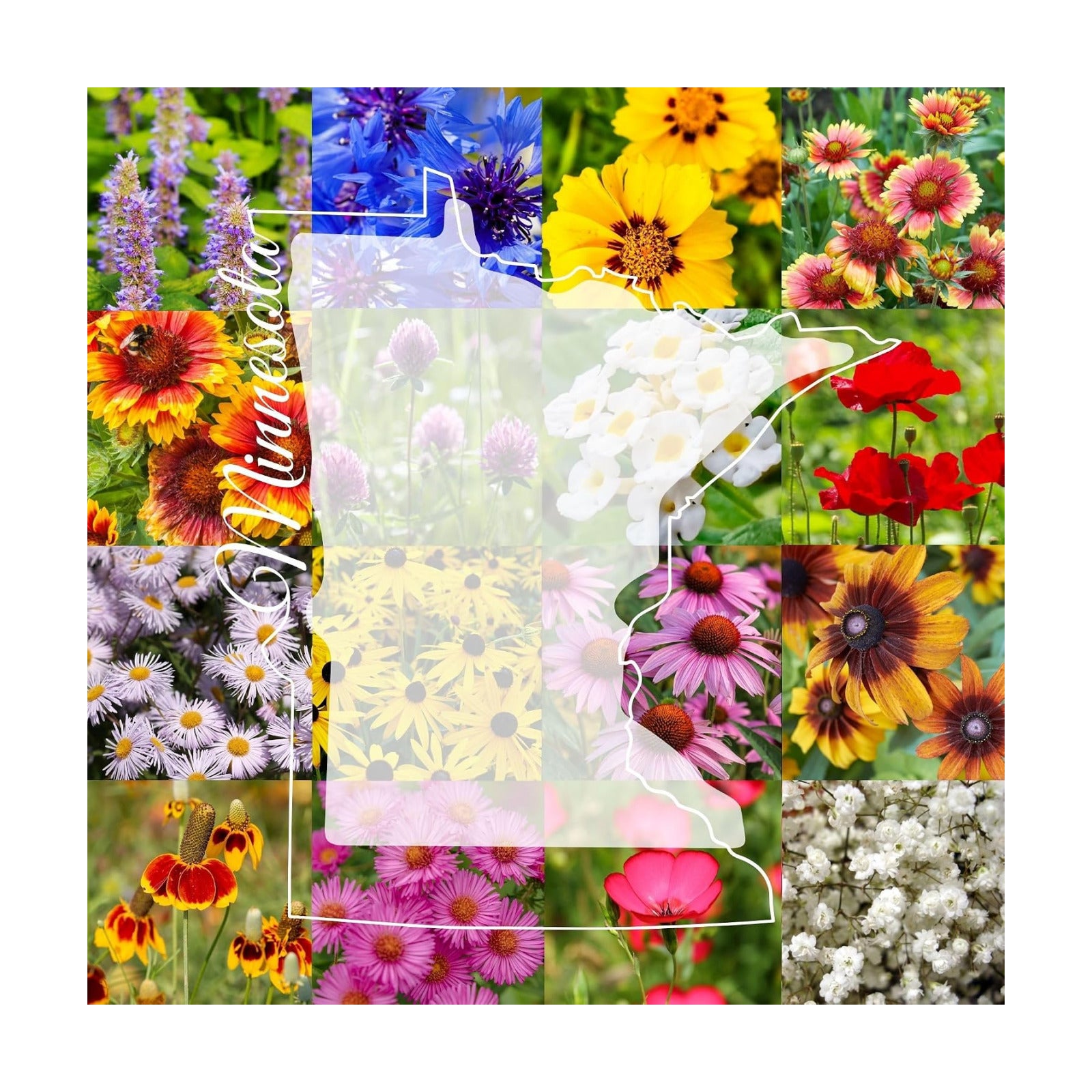 Minnesota Bulk Perennial and Annual Wildflower Seed Mix 1/4lb Covers 500sq-ft - Attract Pollinators, Multi-Color