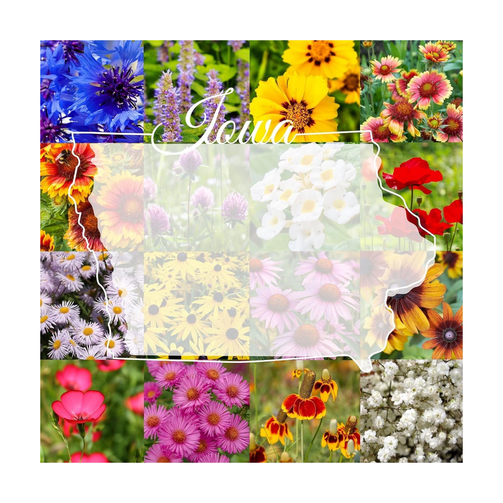 Iowa Bulk Perennial and Annual Wildflower Seed Mix 1/4lb Covers 500sq-ft - Attract Pollinators, Multi-Color Non-GMO