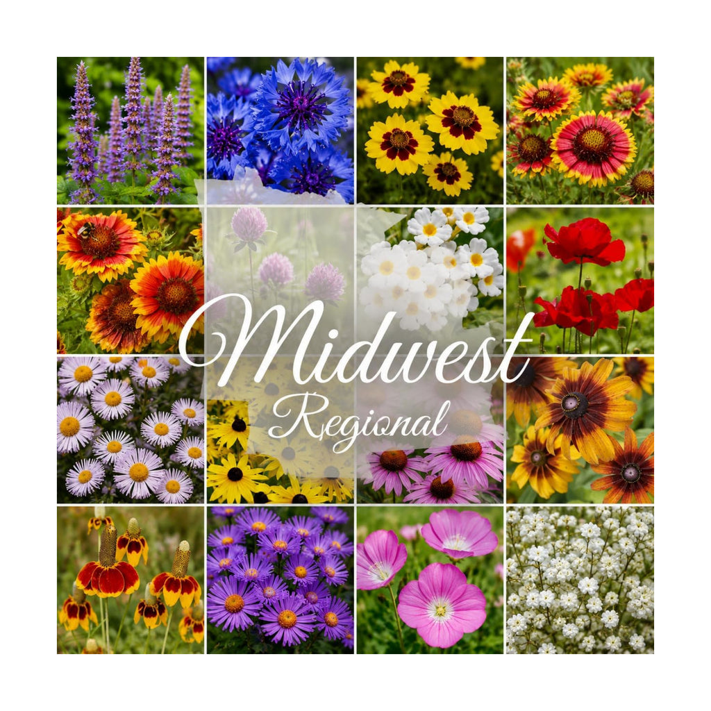 Midwest US Bulk Wildflower Seed Mix 1/4lb Covers 500sq-ft - Attract Pollinators, Multi-Color Perennial and Annual