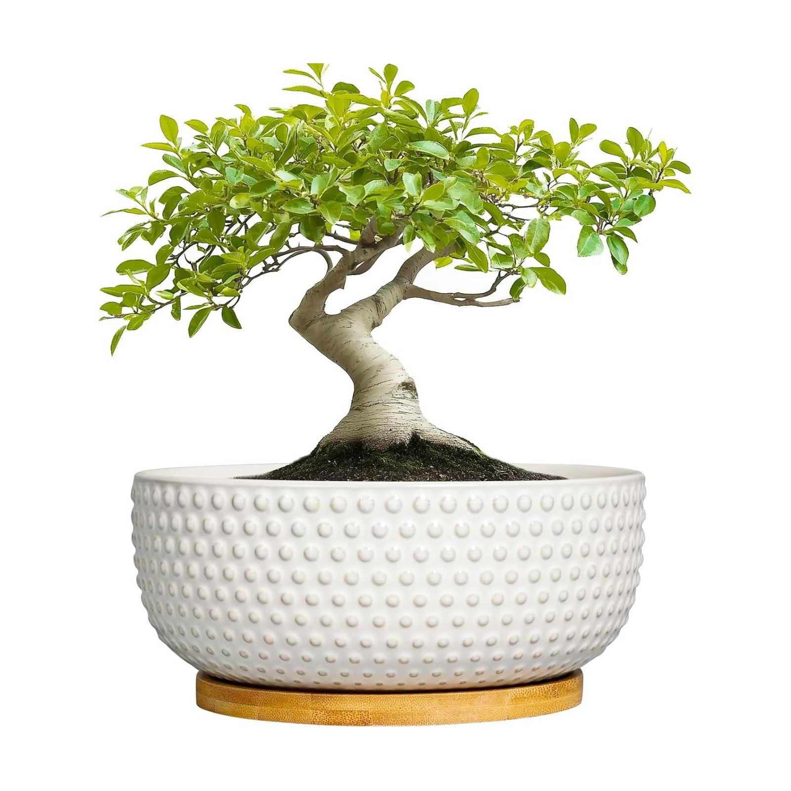 Succulent Pots 8 Inch - Ceramic Bonsai Planters for Indoor Plants, Plant Pot with Drainage Hole and Saucer, Shallow
