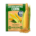 HOME GROWN Golden Bantam Sweet Corn Seeds, 100+ Seeds, Zea mays