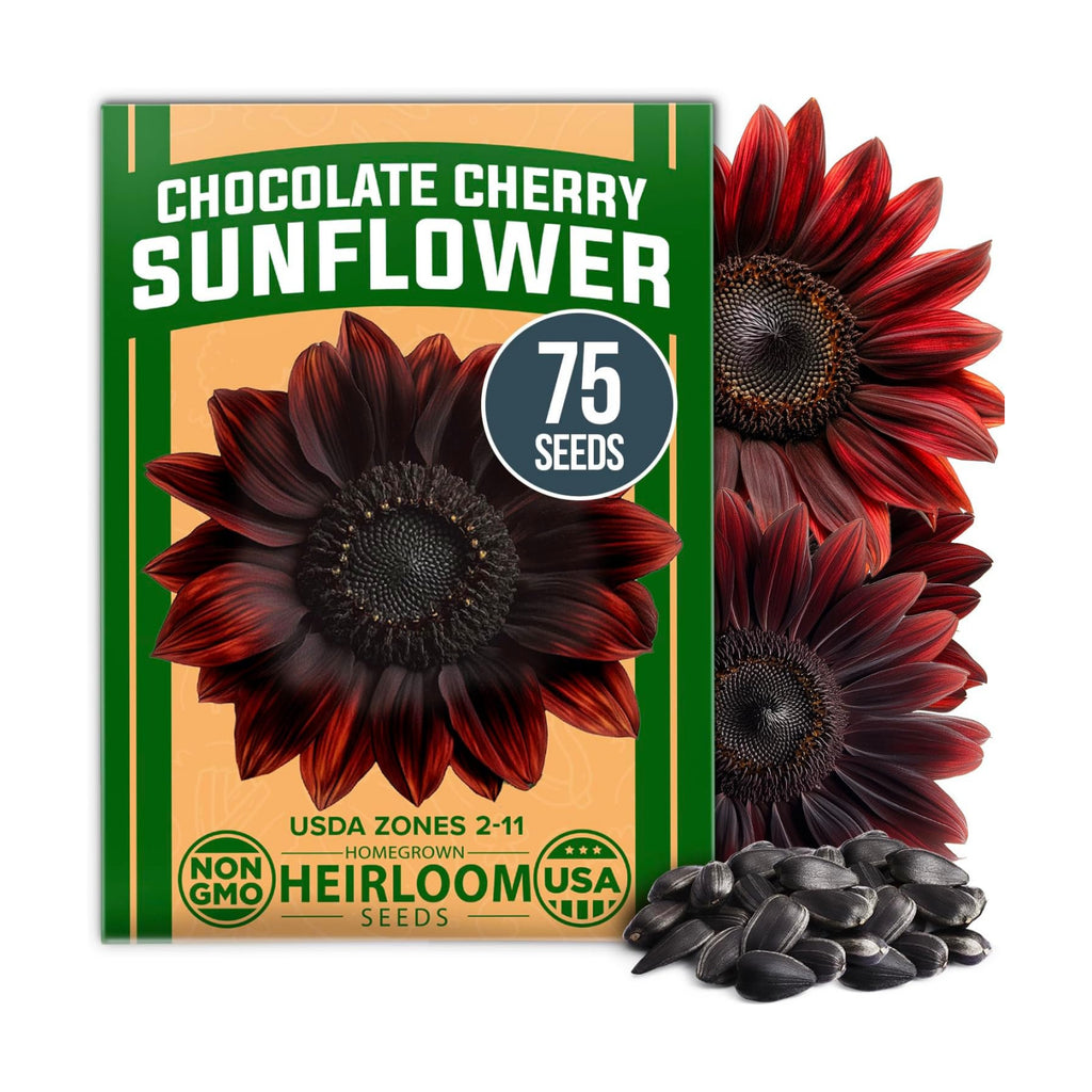 HOME GROWN Chocolate Cherry Sunflower Seeds, 75 Seeds, Helianthus annuus