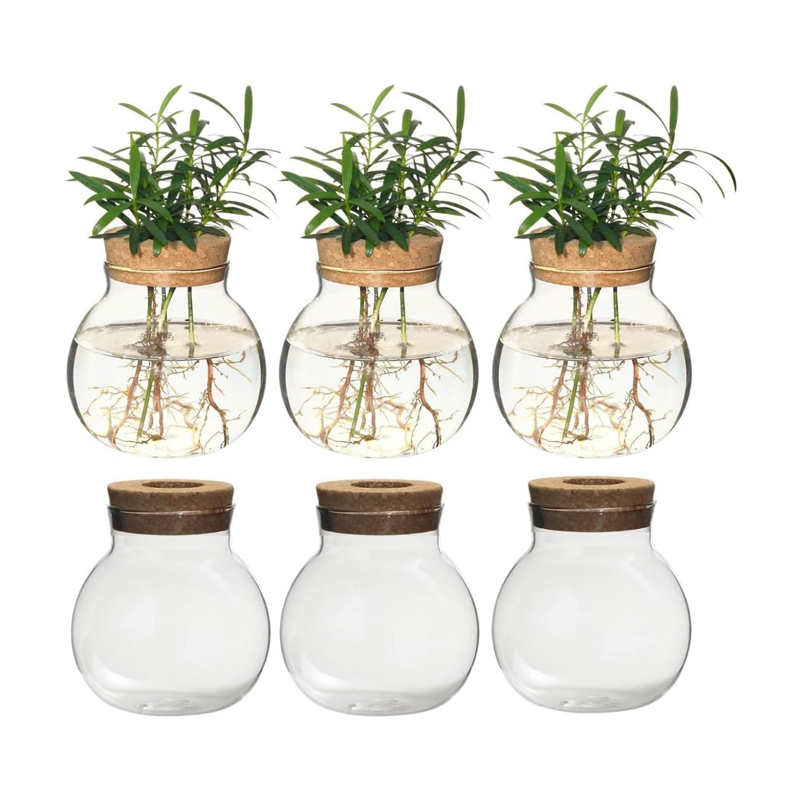 Plant Propagation Station,Hydroponic Terrarium Vase,Desktop Glass Planter Station,for Houses,Garden