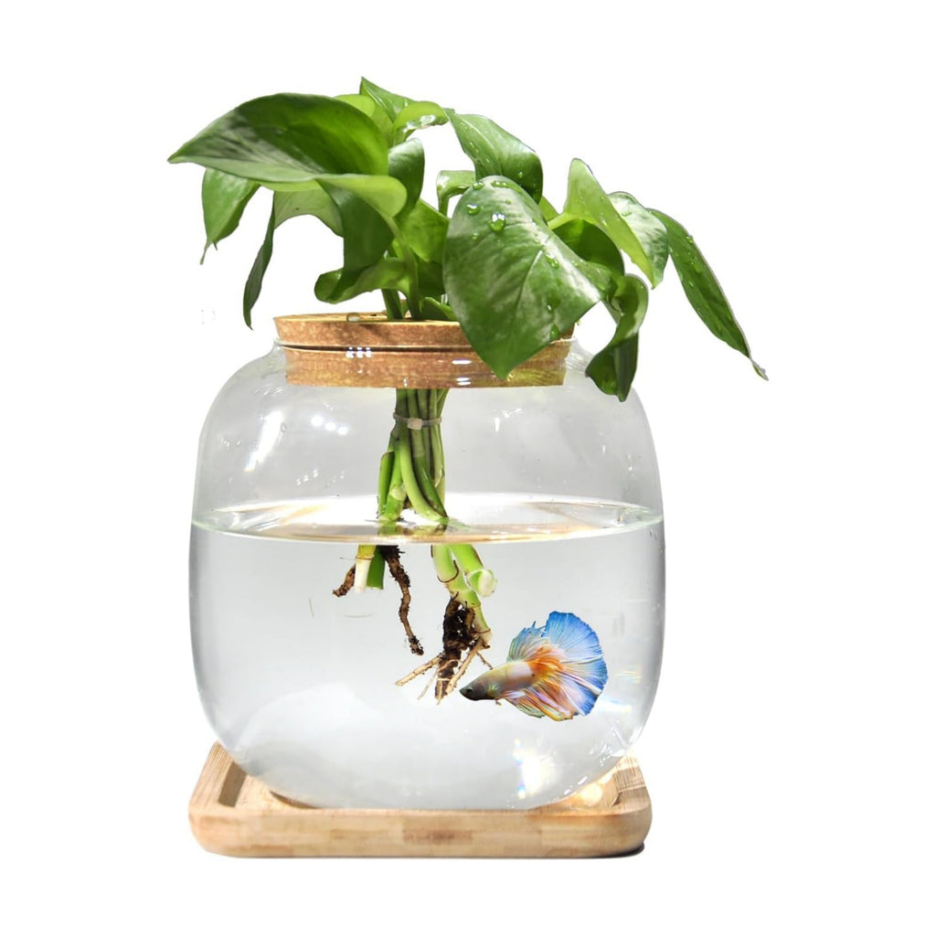 Betta Fish Bowl Glass Small Fish Tank with Bamboo Stand, Plant Propagation Station Hydroponic Terrarium with Lid beta
