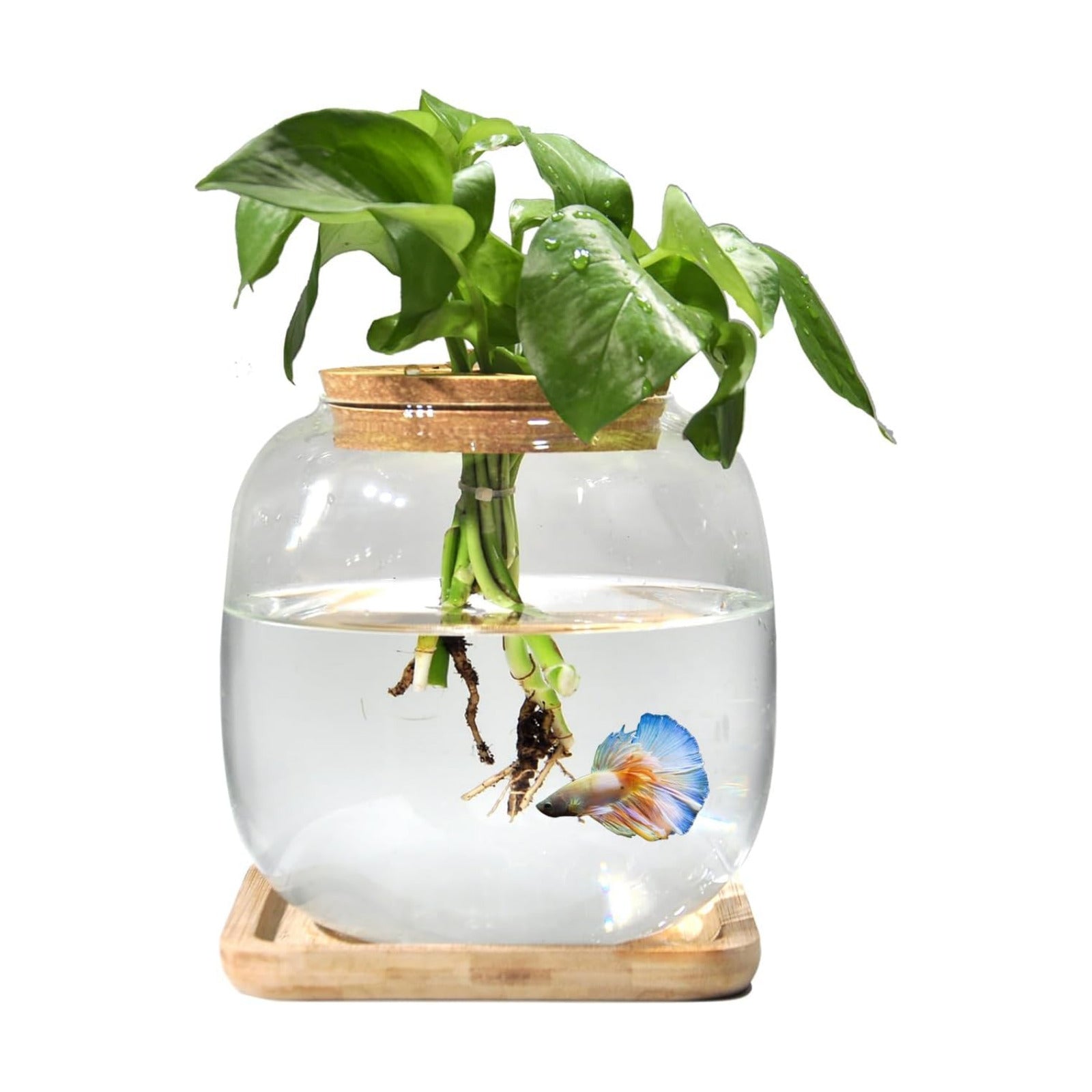 Betta Fish Bowl Glass Small Fish Tank with Bamboo Stand, Plant Propagation Station Hydroponic Terrarium with Lid beta