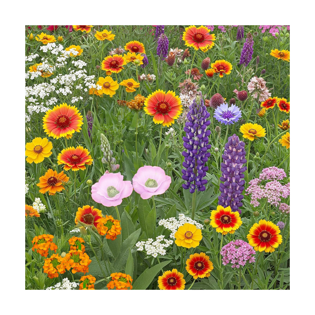 Ferry-Morse Colorado Western Bulk Wildflower Seeds, 500,000+, 1 lb | Non-GMO blend of native and adapted species for