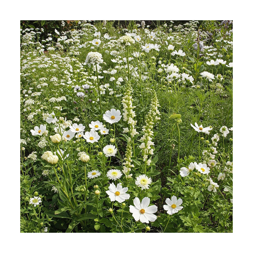 Ferry-Morse White Bulk Wildflower Seeds, 290,000+, 1 lb | Non-GMO annual and perennial blend in white and cream shades;