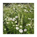 Ferry-Morse White Bulk Wildflower Seeds, 290,000+, 1 lb | Non-GMO annual and perennial blend in white and cream shades;