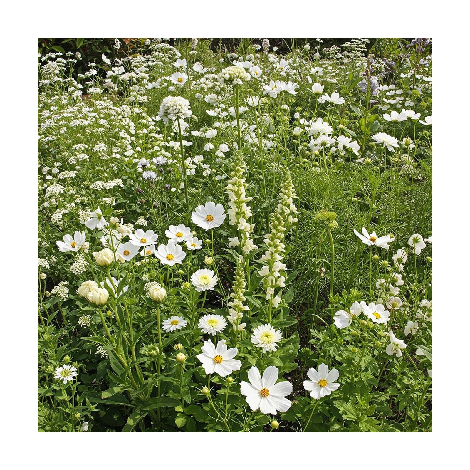 Ferry-Morse White Bulk Wildflower Seeds, 290,000+, 1 lb | Non-GMO annual and perennial blend in white and cream shades;
