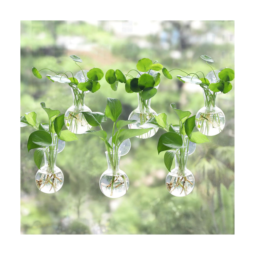 Bunmery 6 pcs Window Propagation Stations, Easy to Install Plant Propagation Bulbs with Suckion Cups, No Nails Wall Hanging Planter Propagation Station, Glass Plant Terrarium Vase