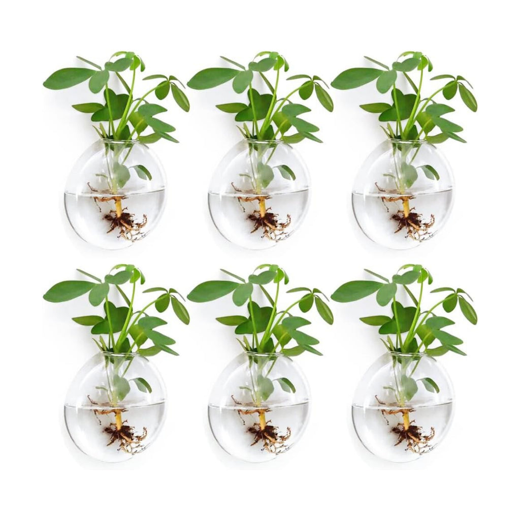 Wall Propagation Planters 6 Pack Wall Glass Planters Wall Plant Holder | Glass Wall Vase, Indoor Hydroponic Decor