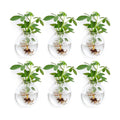 Wall Propagation Planters 6 Pack Wall Glass Planters Wall Plant Holder | Glass Wall Vase, Indoor Hydroponic Decor