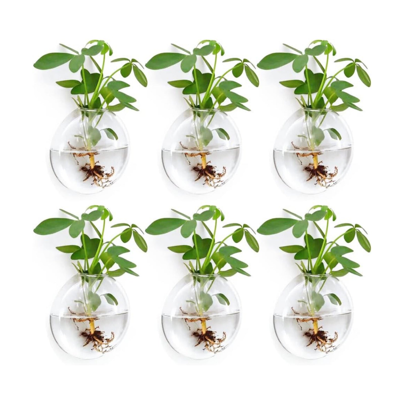 Wall Propagation Planters 6 Pack Wall Glass Planters Wall Plant Holder | Glass Wall Vase, Indoor Hydroponic Decor