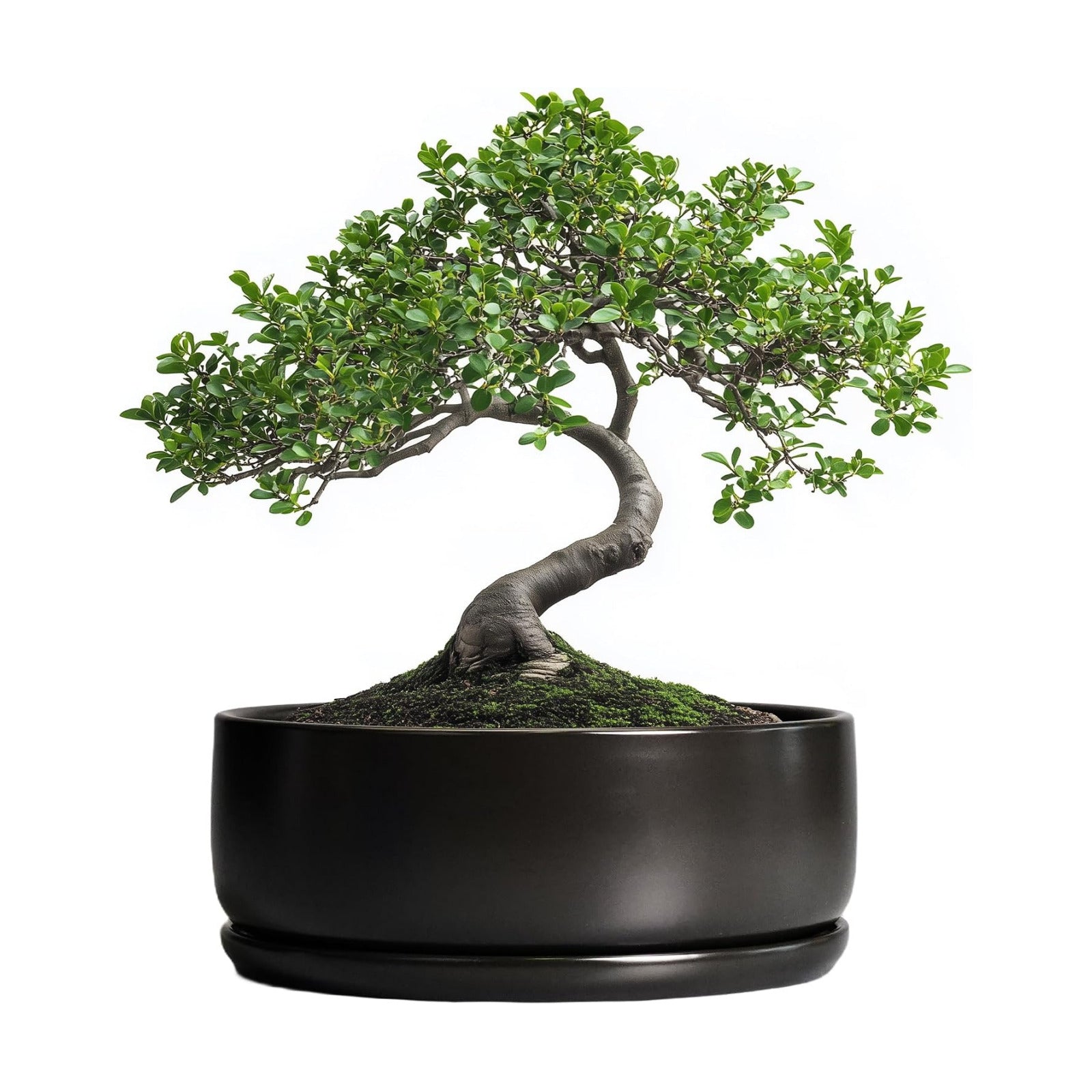 SQOWL Bonsai Pots - 8 Inch Ceramic Plant Pots for Succulents, Round Indoor Planter with Drainage Hole and Saucer