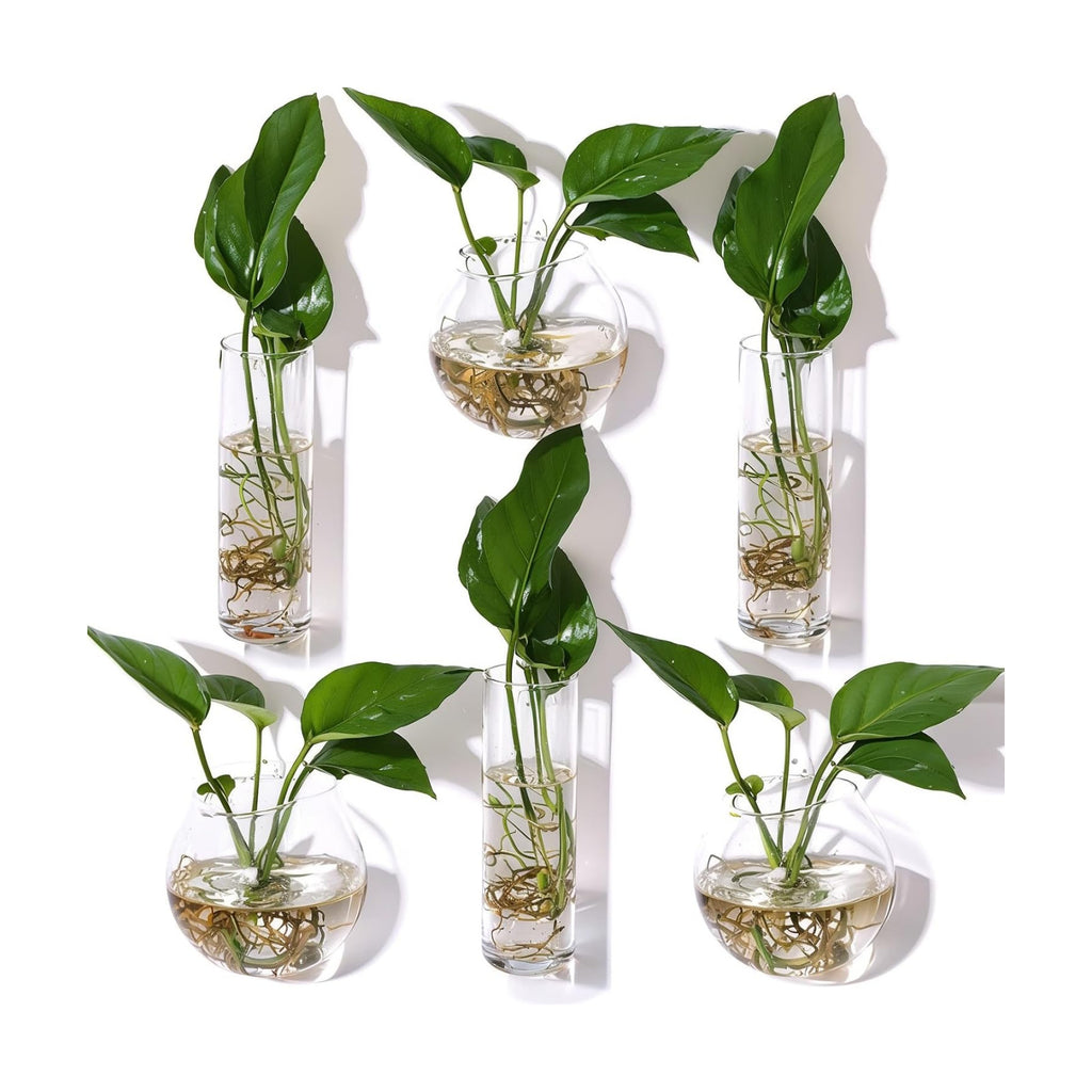 6 Pcs Glass Wall Hanging Vase Indoor Propagation Planter with Hanging Suction Cup and Plastic Invisible Traceless