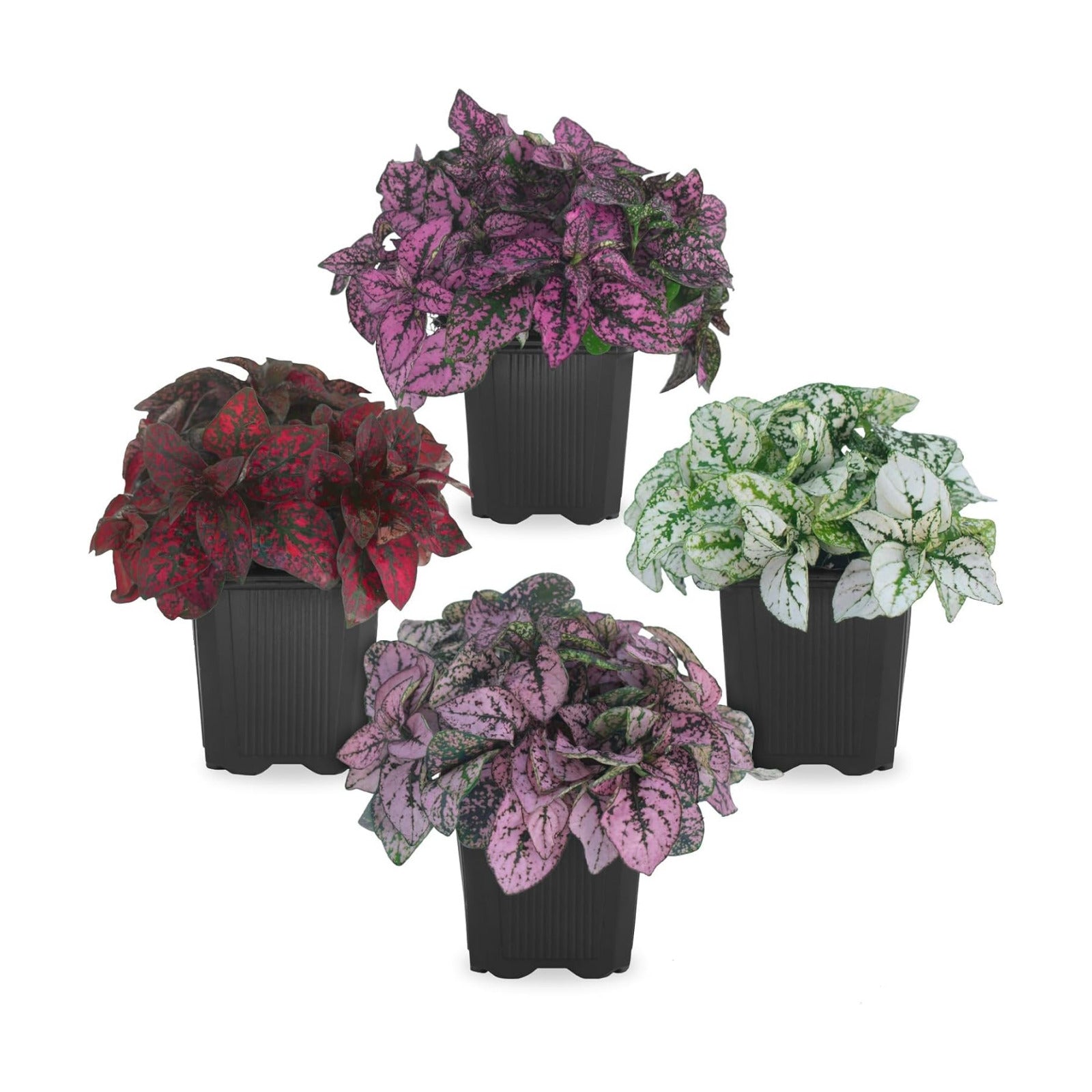 Polka Dot Plant Collection (4-Pack) - Live Houseplants, Small Indoor Plants, Hypoestes (Red, White, Rose, and Pink)