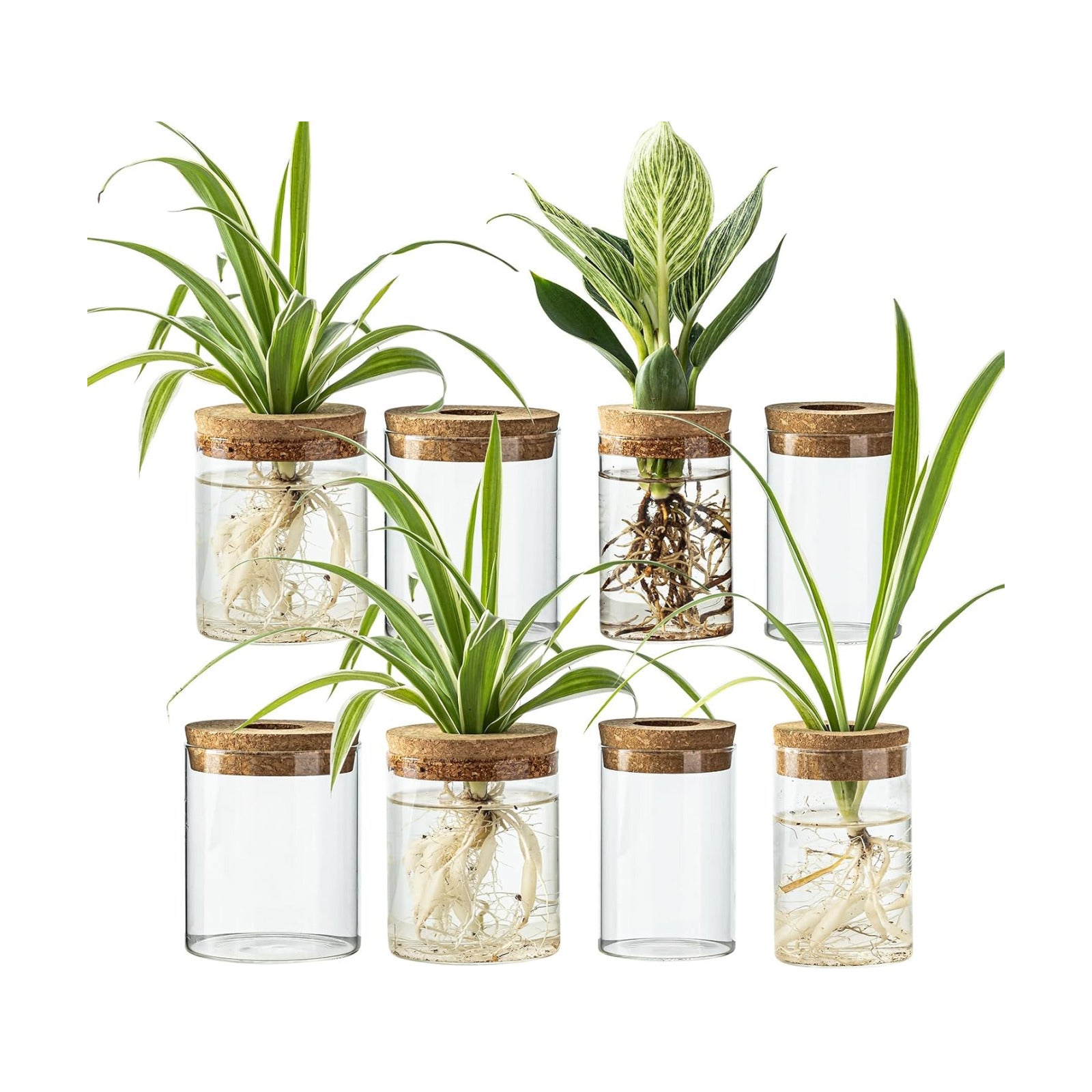 Glass Propagation Stations for Plants -Desktop Flower Vases,Propagation Flower Vases Set – 2 Large & 2 Small for Plant