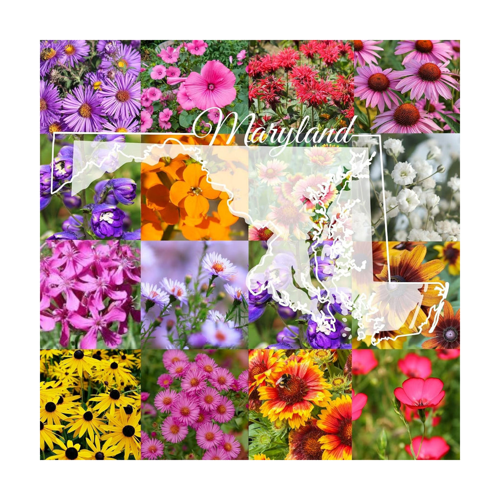 Maryland Bulk Wildflower Seed Mix 1/4lb Covers 500sq-ft - Attract Pollinators, Multi-Color Perennial and Annual Non-GMO