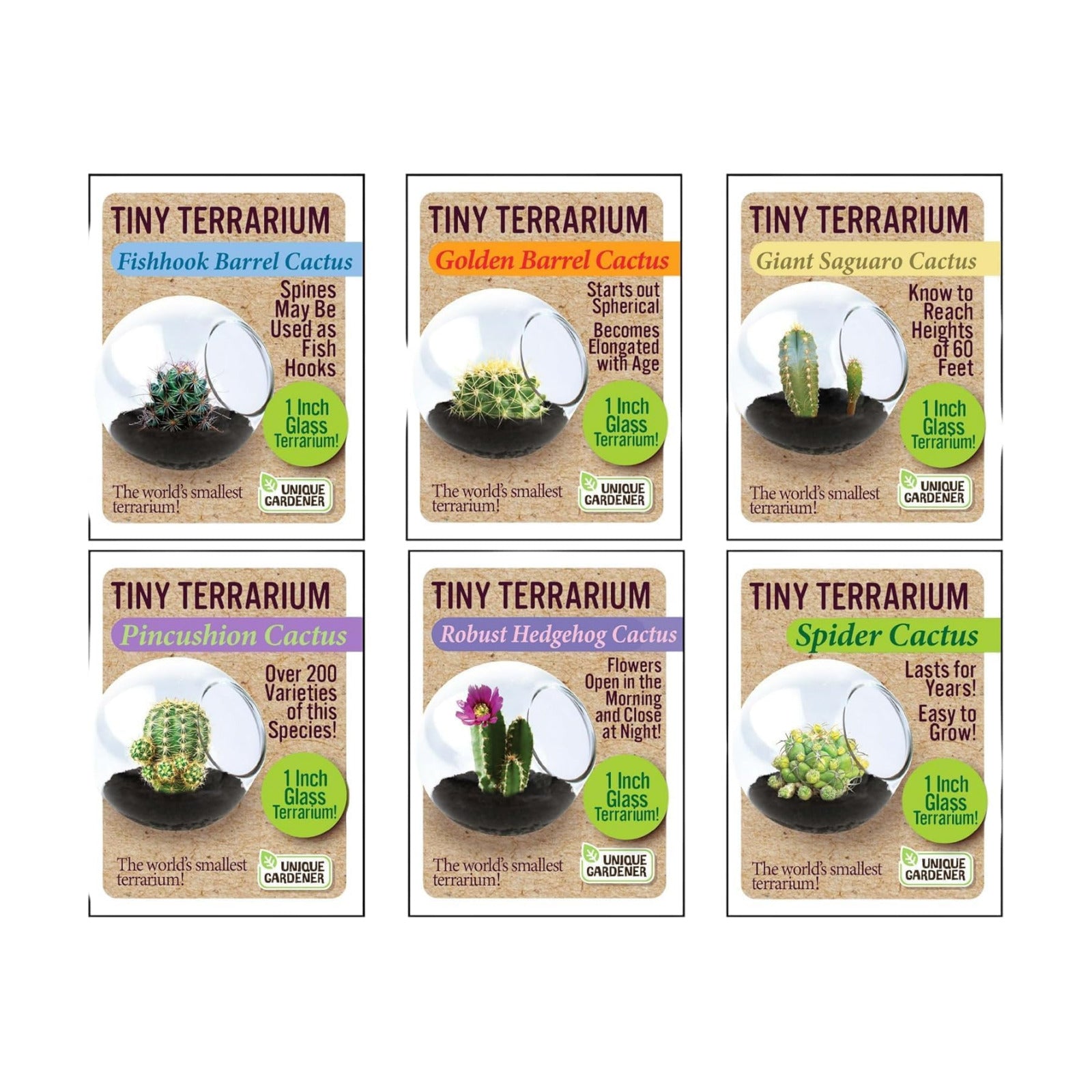 Tiny Terrarium Plant Seeds 6 Variety Cacti Pack, DIY Indoor Succulents and Live Plants for Home or Garden Planting