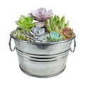 Flowering Tin Plant Seeds 3 Variety Pack, DIY Indoor Succulents and Live Plants for Home or Garden Planting, Assorted