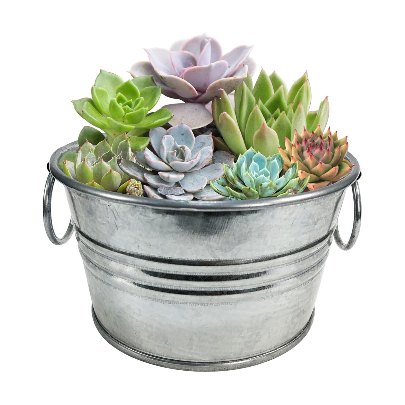 Flowering Tin Plant Seeds 3 Variety Pack, DIY Indoor Succulents and Live Plants for Home or Garden Planting, Assorted
