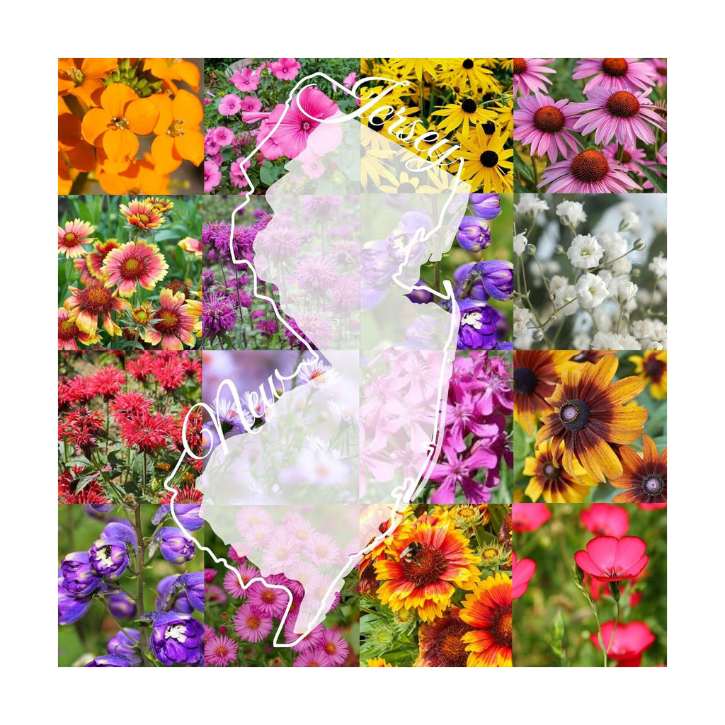 New Jersey Bulk Wildflower Seed Mix 1/4lb Covers 500sq-ft - Attract Pollinators, Multi-Color Perennial and Annual