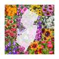 New Jersey Bulk Wildflower Seed Mix 1/4lb Covers 500sq-ft - Attract Pollinators, Multi-Color Perennial and Annual