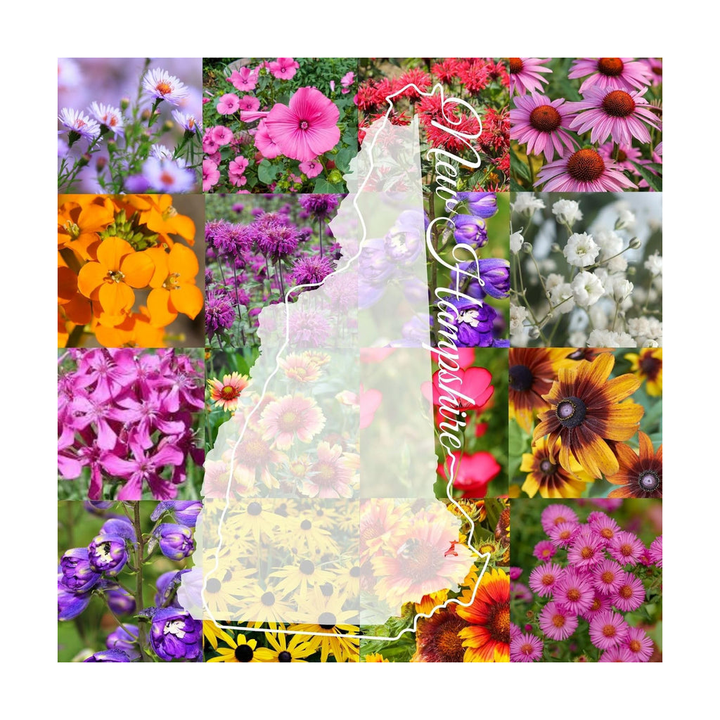 New Hampshire Bulk Wildflower Seed Mix 1/4lb Covers 500sq-ft - Attract Pollinators, Multi-Color Perennial and Annual