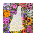 New Hampshire Bulk Wildflower Seed Mix 1/4lb Covers 500sq-ft - Attract Pollinators, Multi-Color Perennial and Annual