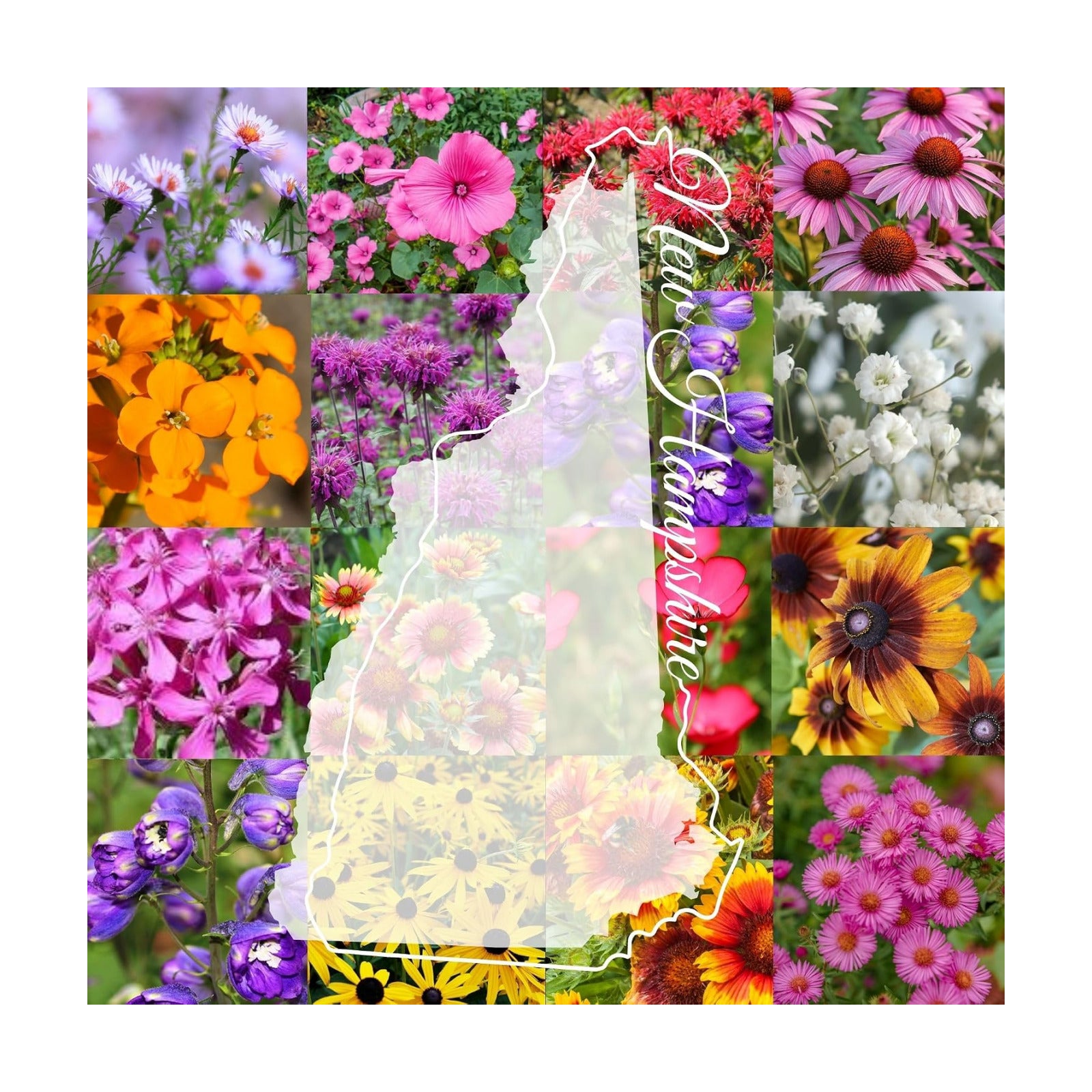 New Hampshire Bulk Wildflower Seed Mix 1/4lb Covers 500sq-ft - Attract Pollinators, Multi-Color Perennial and Annual