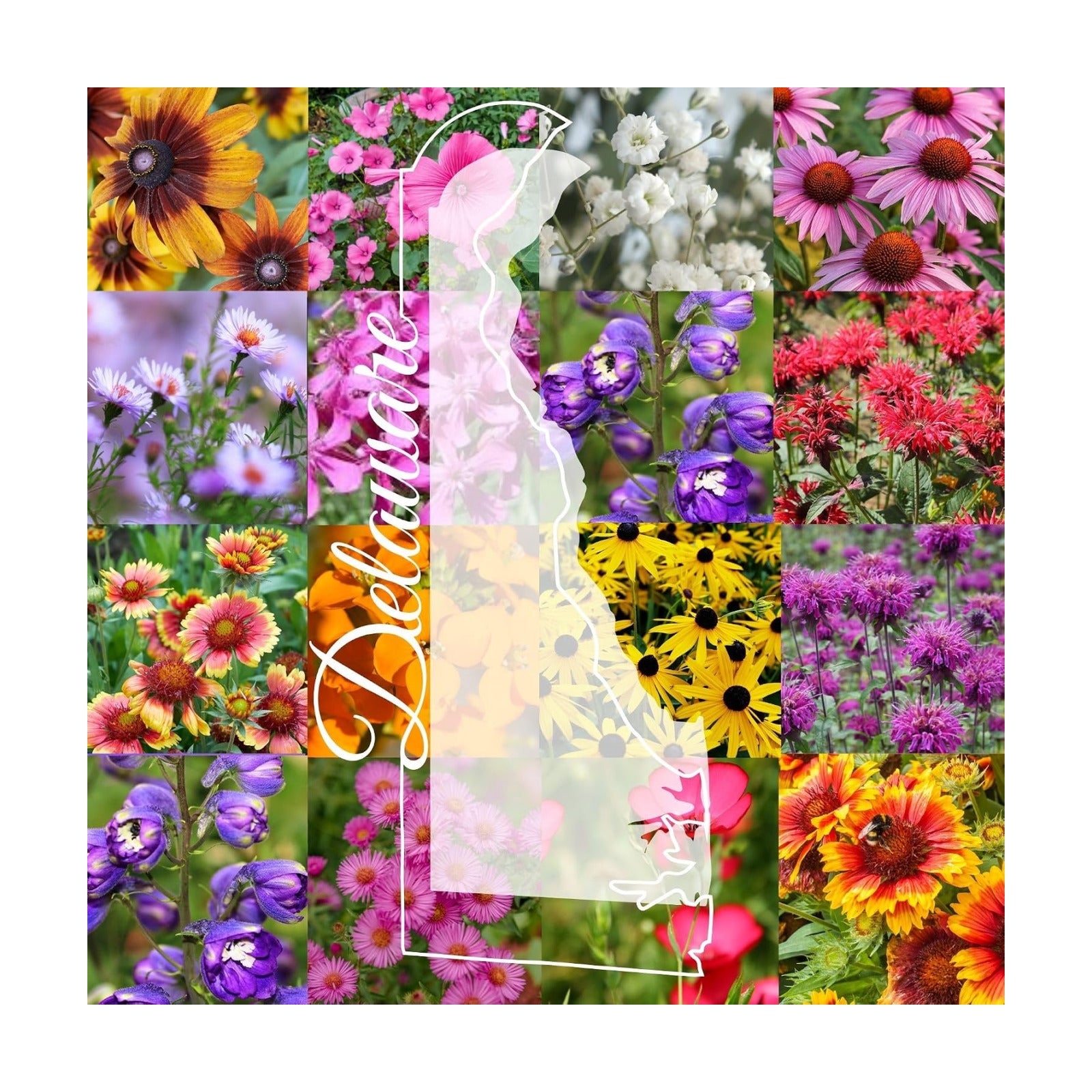 Delaware Bulk Wildflower Seed Mix 1/2lb Covers 1,000sq-ft - Attract Pollinators, Multi-Color Perennial and Annual