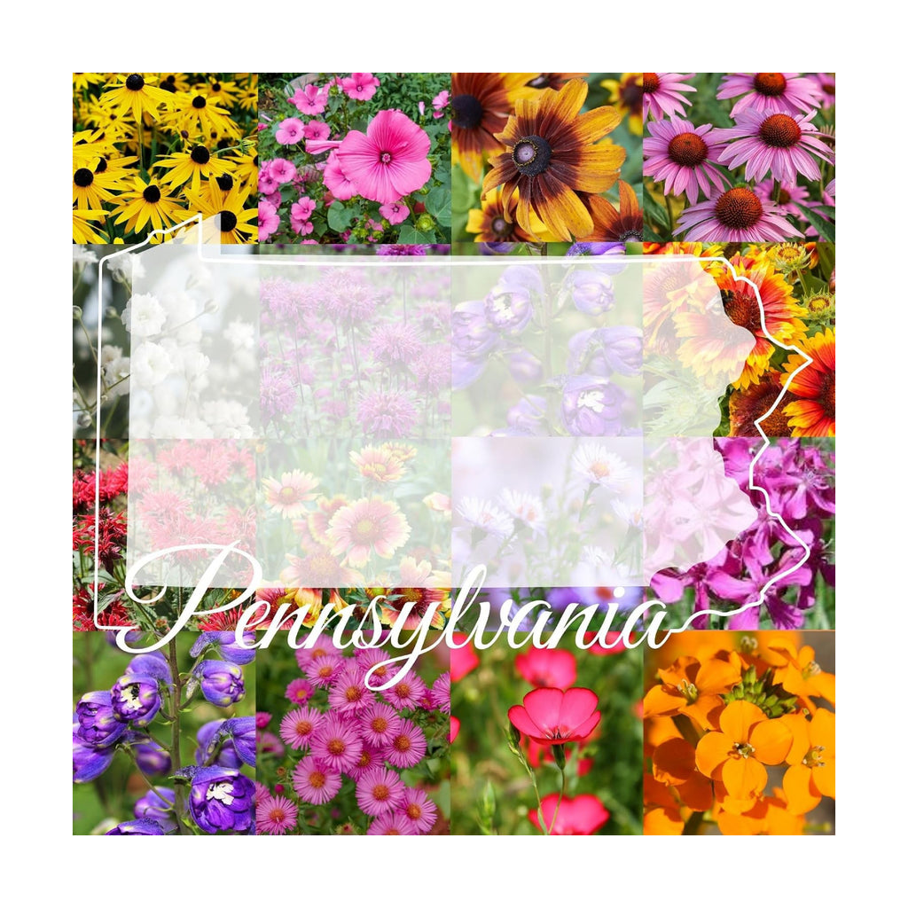 Pennsylvania Bulk Wildflower Seed Mix 1/4lb Covers 500sq-ft - Attract Pollinators, Multi-Color Perennial and Annual