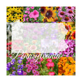 Pennsylvania Bulk Wildflower Seed Mix 1/4lb Covers 500sq-ft - Attract Pollinators, Multi-Color Perennial and Annual
