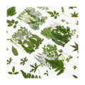 Augshy Pressed Dried Leaves Flowers, 100 Pcs Green Dried Flowers Leaves for Resin Molds Assorted Real Pressed Flowers for Crafts DIY Jewelry Molds, Scrapbooking, Candle
