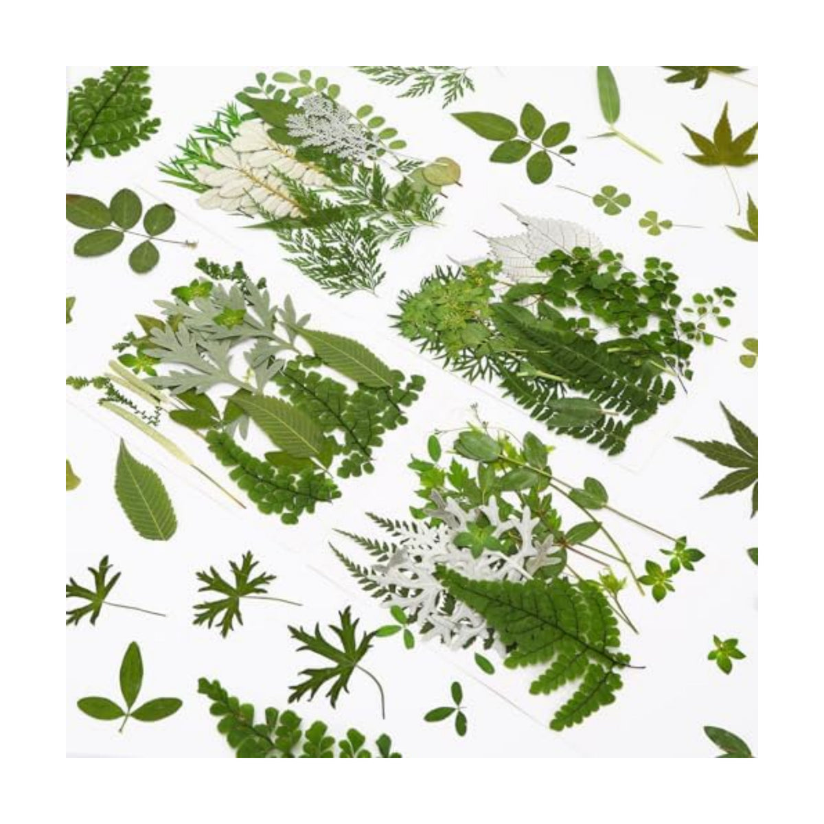 Augshy Pressed Dried Leaves Flowers, 100 Pcs Green Dried Flowers Leaves for Resin Molds Assorted Real Pressed Flowers for Crafts DIY Jewelry Molds, Scrapbooking, Candle