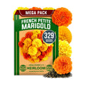 HOME GROWN Petite French Marigold Seeds, 329+ Seeds, Tagetes patula