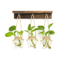 XXXFLOWER Wall Hanging Propagation Station with 3 Star-Shaped Glass Vase
