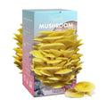 Organic Edible 4lbs Golden Oyster Mushroom Growing Kit, Made in USA, Double-Side Mushroom Grow Kit Indoor, Harvest