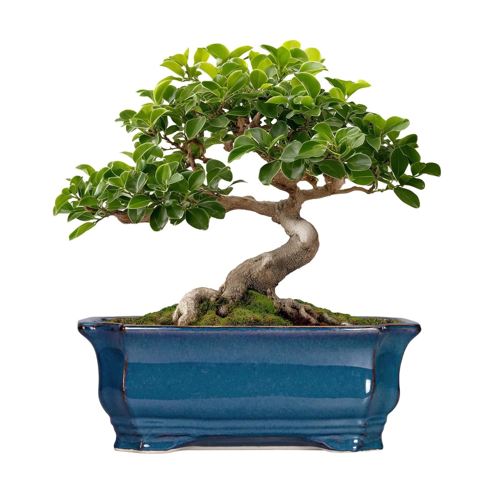 Bonsai Pots 11.6 Inch - Ceramic Succulent Pots with Drainage Hole, Rectangular Planter for Indoor Outdoor, Decorative