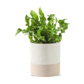 Nihow Ceramic Self Watering Plant Pot for Indoor Plants, 4.5 Inch