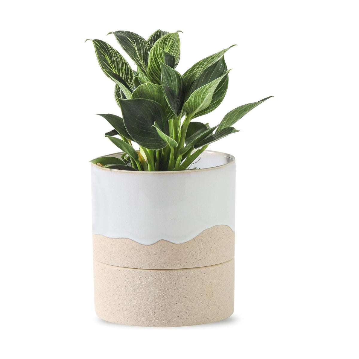 Nihow Self Watering Plant Pot: 4.5 Inch Ceramic Planter with Drainage Hole & Water Storage Plus for Indoor & Outdoor Plants - Cylinder Flower Pot for Herbs/Violets - White & Nature