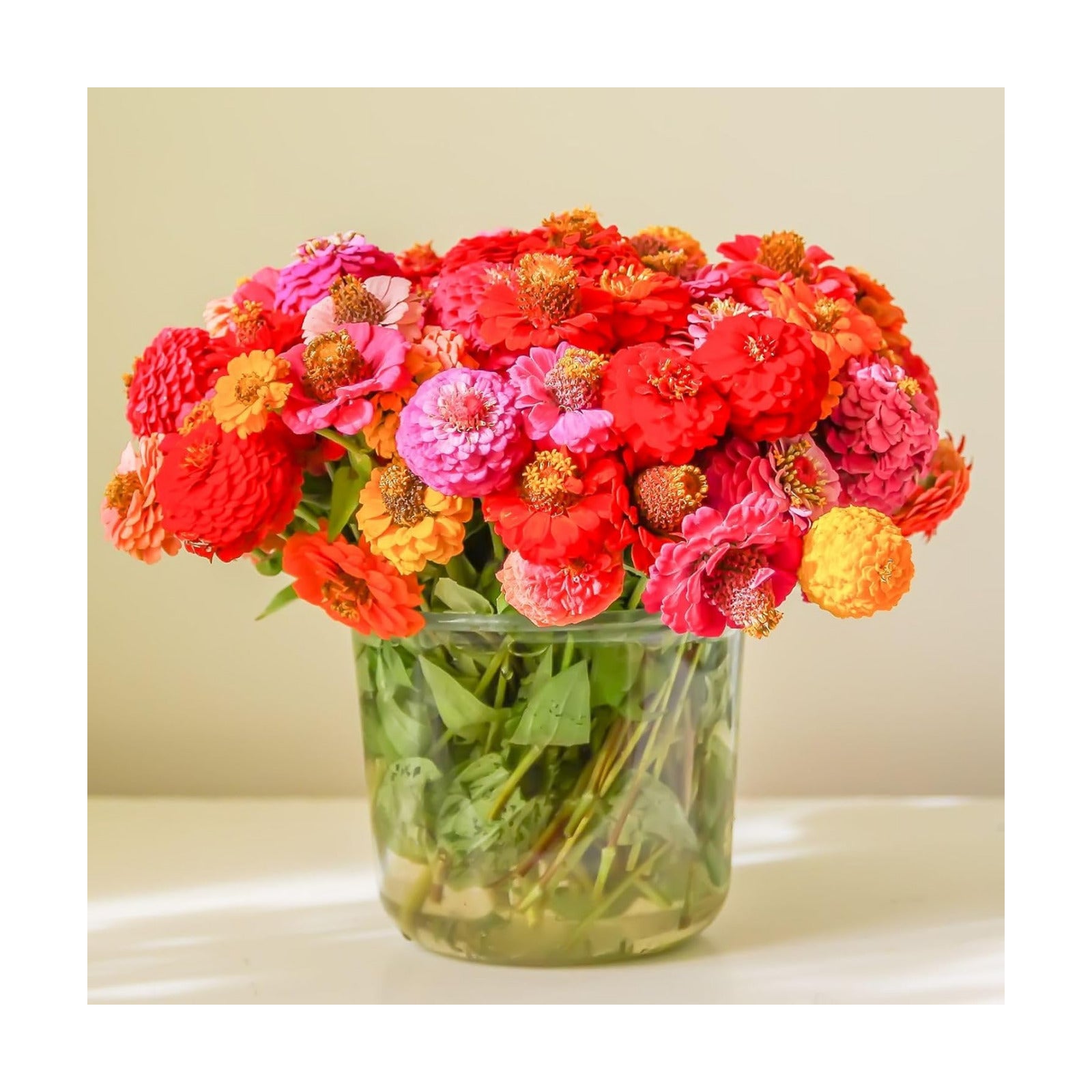 Zinnia Seeds Bulk 20,000+ | Outdoor Flower for Planting |Giant Zinnia Seeds for 2026 Bulk| Mixed Colors & Large Blooms
