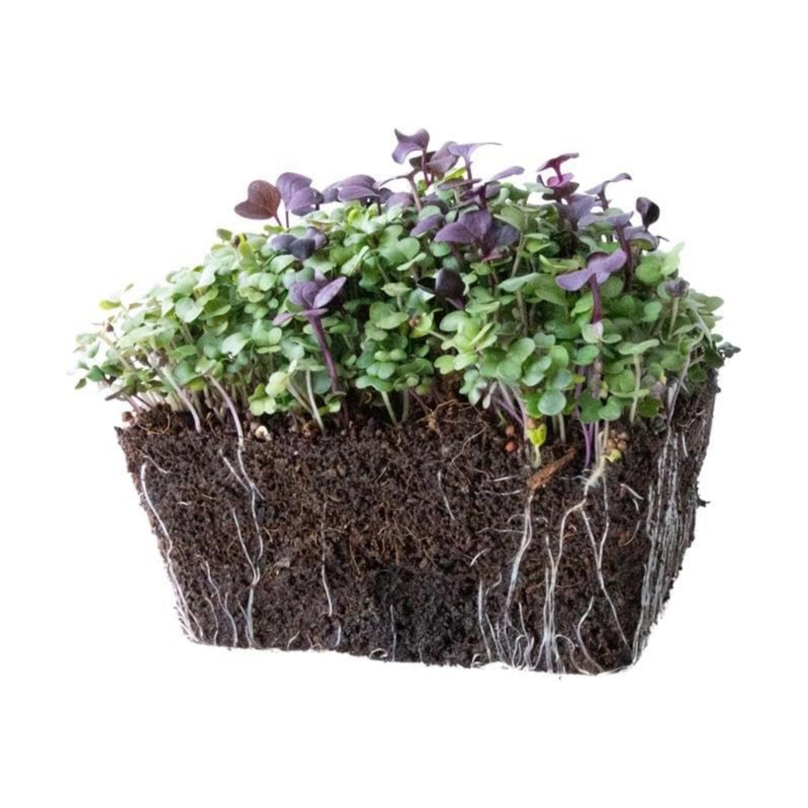 Mountain Valley Seed Co Superfood Microgreens Seeds Mix 5 Lb 806,400 Seeds | Non-GMO, Heirloom Fast Growing for Indoor